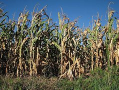 Robotické setí slunečnice u Poděbrad